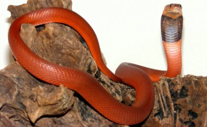 A Sudanese red spitting cobra, entwined around some wood, with its head rearing. Image: Bonnerscar